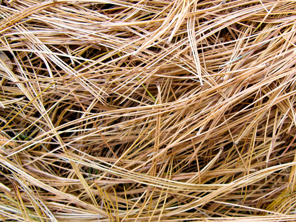 White Pine Needles - Aiguilles  de Pin blanc