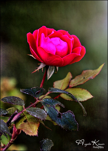Last Knockout Rose... | by angelakanner