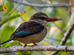*Brown-hooded Kingfisher/Halcyon senegalensis