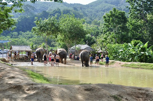 Mud bath, at Green Elephant Sanctuary