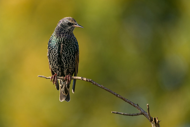 Autumnal Starling