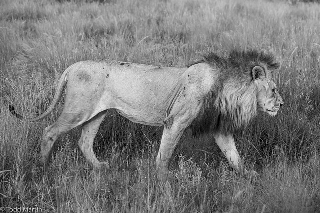 Male lion (Panthera leo) in the Kalahari