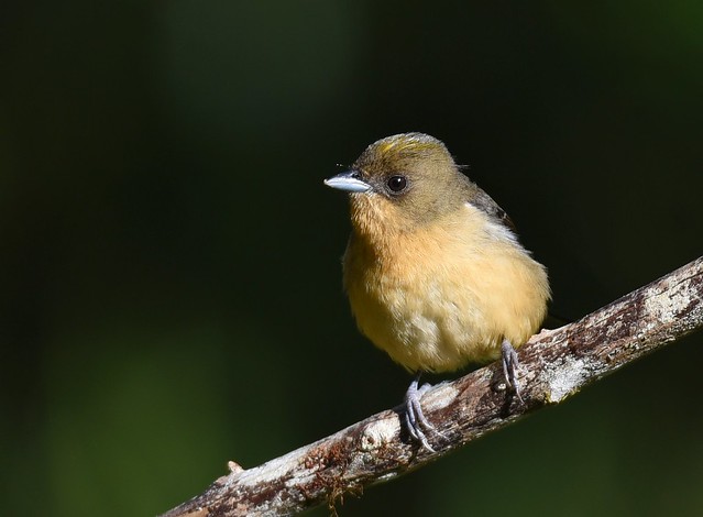 Tiê-de-topete / Black-goggled Tanager - female