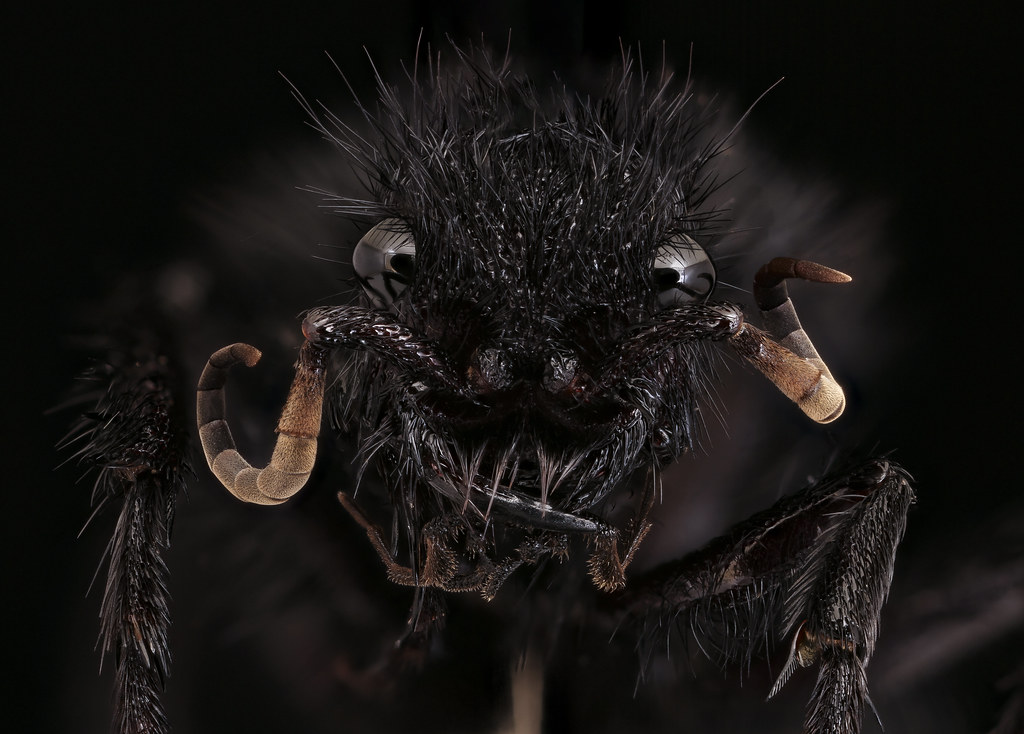 scary bugs in australia