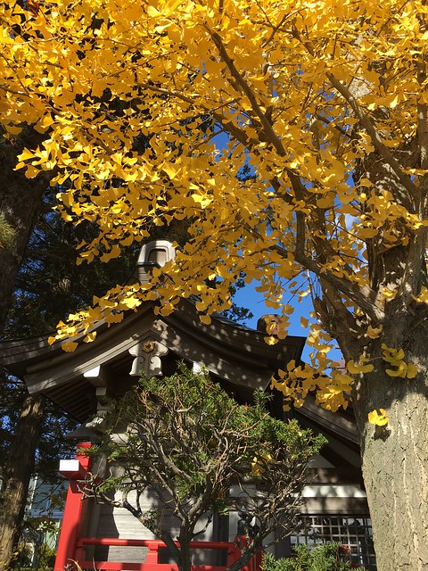 Bright Ginkgo Tree at the 龍仙寺/Ryusen Buddhist Temple