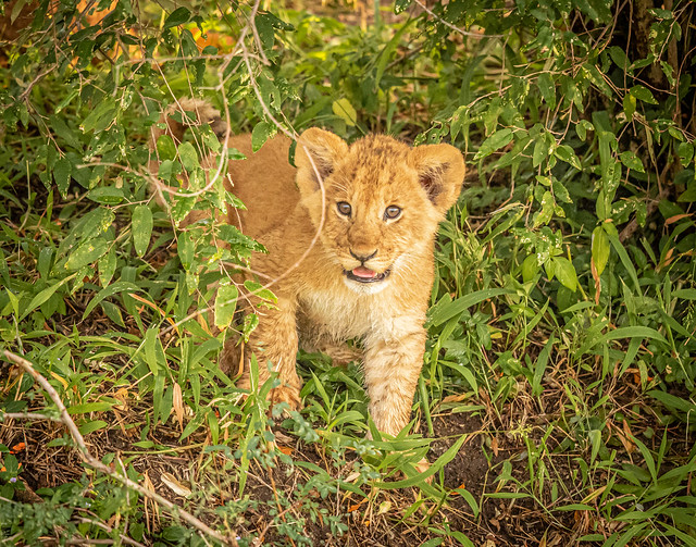 Hello there!   Lion cub has gone exploring . . .