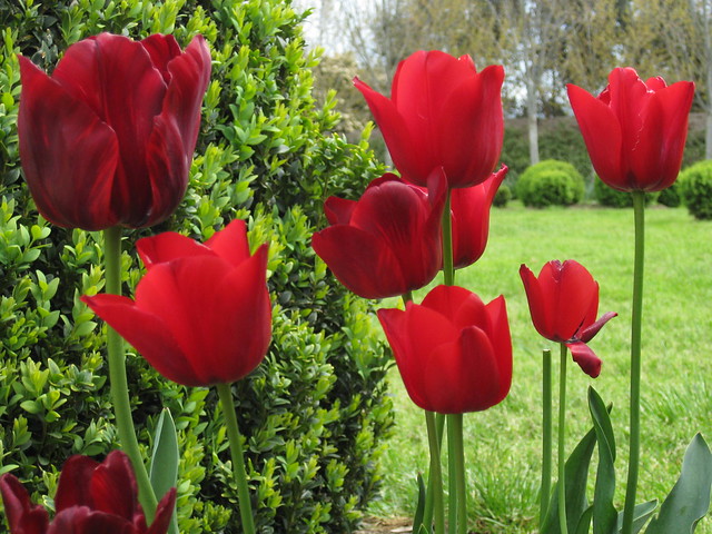 Tulips and Topiary in the French Provincial Garden - Alowyn Gardens, Yarra Valley