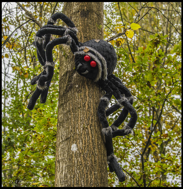 Black Widow Tree Spider DSC_4118
