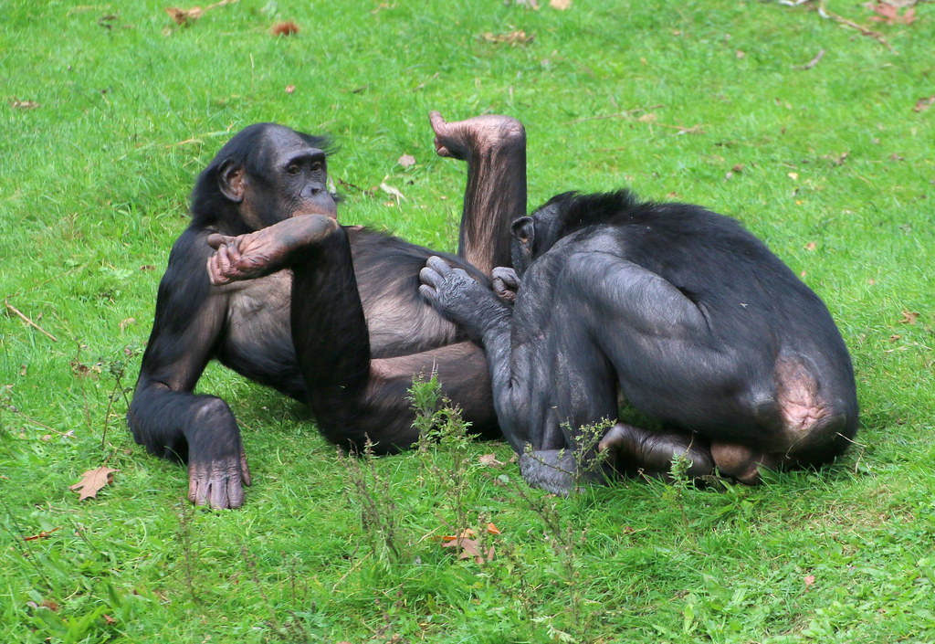 Половое спаривание. Шимпанзе бонобо. Шимпанзе бонобо спариваются. Анатомия шимпанзе бонобо. Бонобо спаривание.