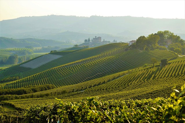 Magic Vineyards in Langa,Piedmont,Italy