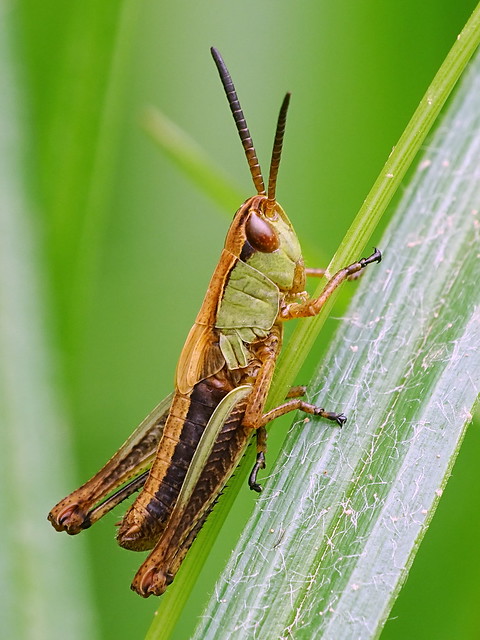Meadow Grasshopper - Gemeiner Grashüpfer