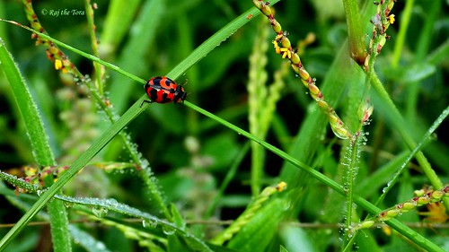 green red beetle ladybird insect bug redbeetle redladybird garden farm wild wildlife life lifeingrasses grasses grasslands