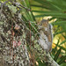 Flickr photo 'Eastern Gray Squirrel (Sciurus carolinensis)' by: Mary Keim.