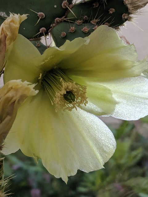 Just opuntia frower.