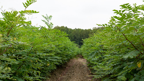 Photo of young trees growing at state nursery