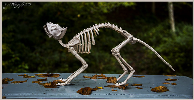 Skeleton DSC_4116