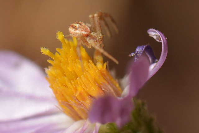 Crab spider on a California Aster flower - tiny!