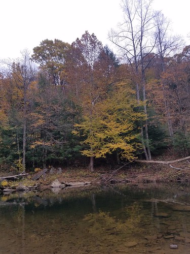 reflection creek water trees leaves fall autumn westvirginia cowen