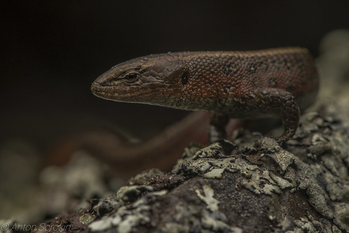 Proctoporus | by antonsrkn