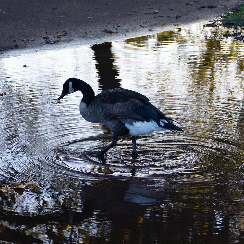 Toes in the water - Canada goose, West Park