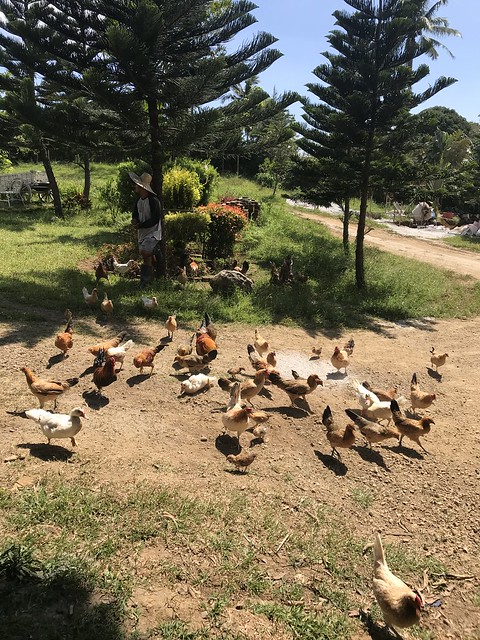 farm chickens