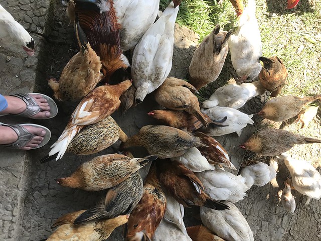 brown chickens, farm