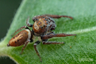 Jumping spider (cf. Opisthoncus sp.) - DSC_0776