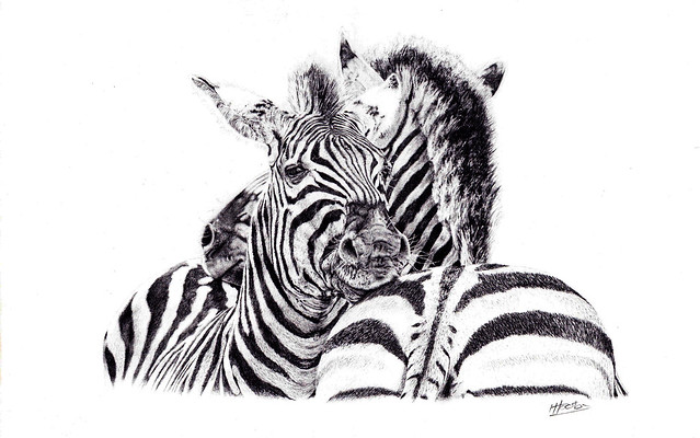 Zebras Crossing