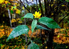 Flower in autumn forest