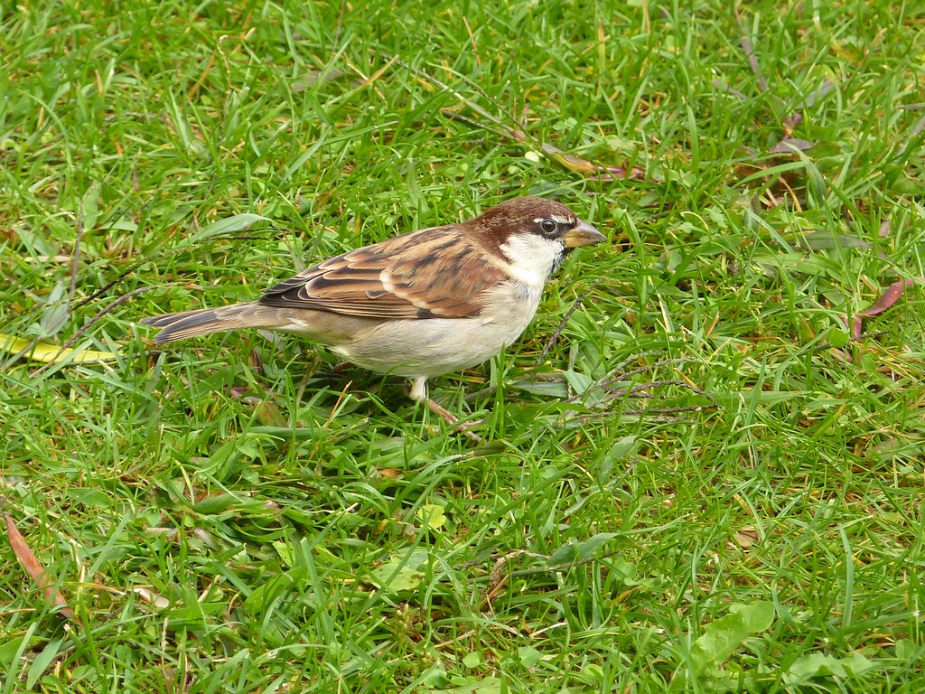 Passer italiae - Italian Sparrow | Italian Sparrow feeding n… | Flickr