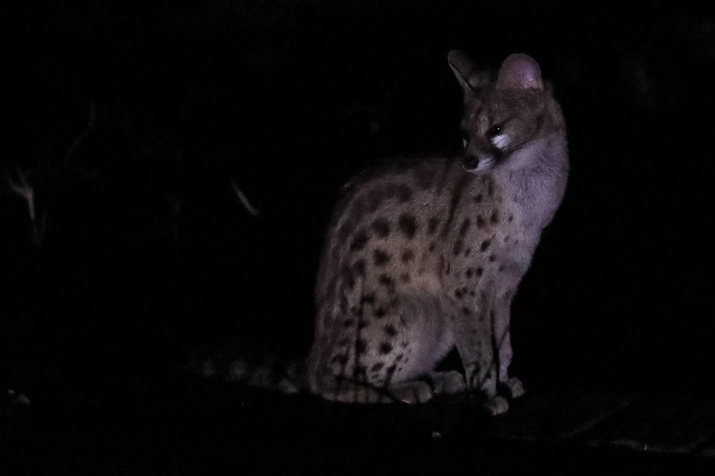 Genet