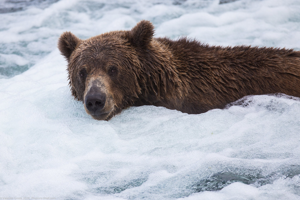 Alaska Brooks Camp bear collection 19 med (1 of 1)