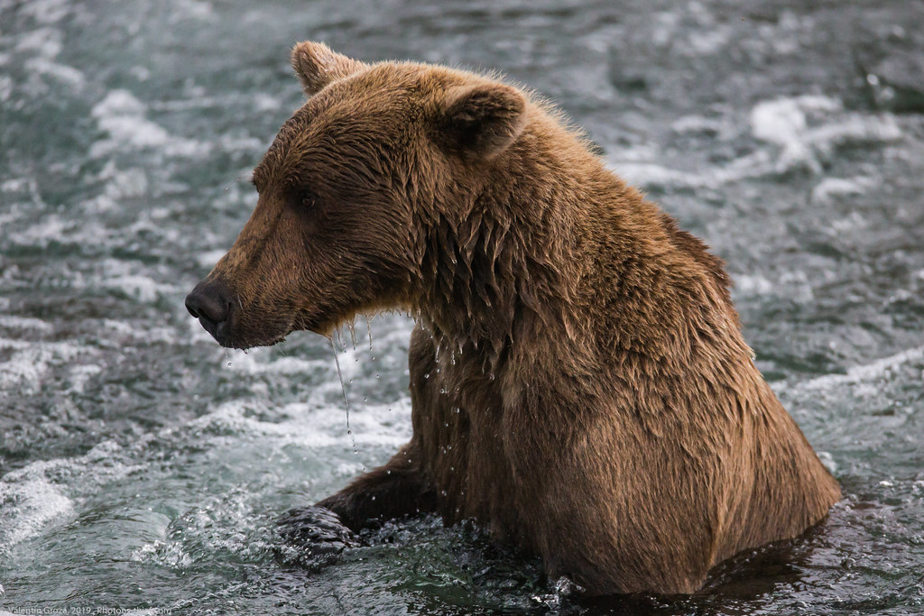 Alaska Brooks Camp bear collection 18 med (1 of 1)
