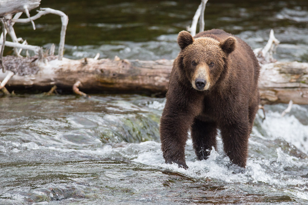 Alaska Brooks Camp bear collection 17 med (1 of 1)
