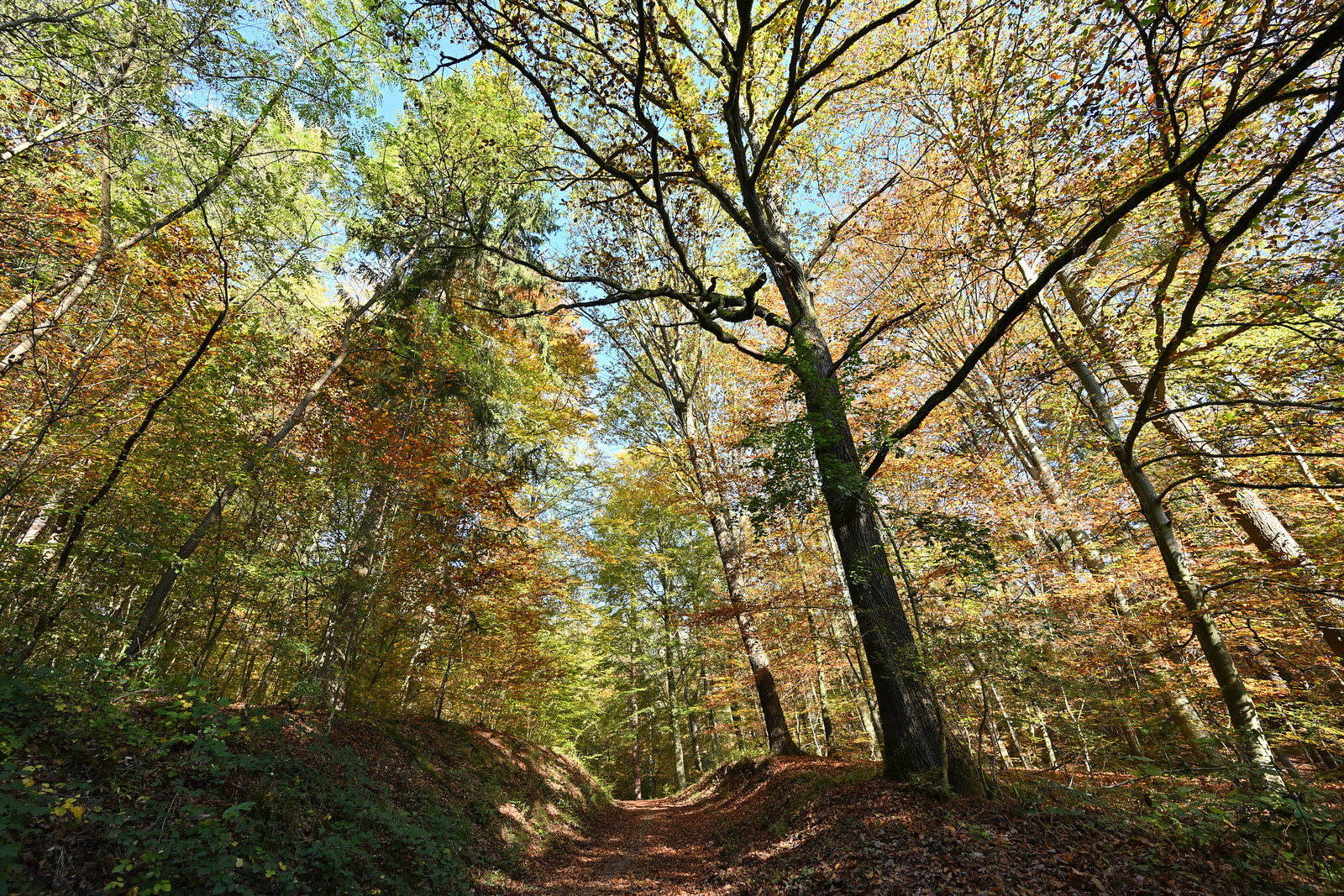 Autumn forest - Spitzberg near Tübingen (Germany)