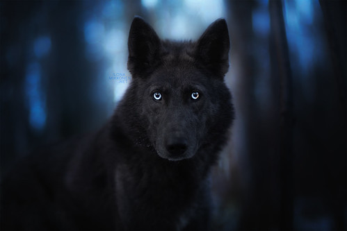 Amaura the wolfdog