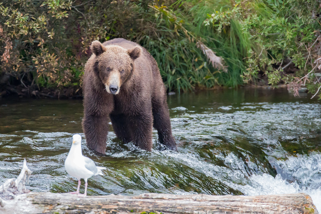 Alaska Brooks Camp bear collection 25 med (1 of 1)