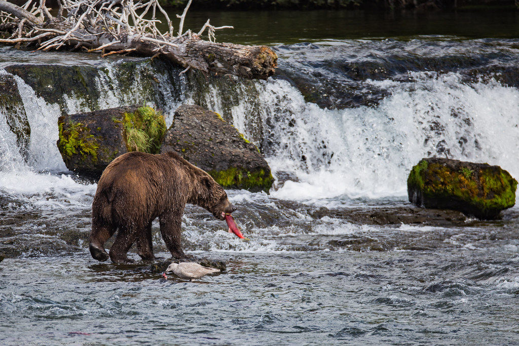 Alaska Brooks Camp bear collection 24 med (1 of 1)