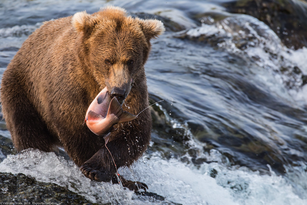 Alaska Brooks Camp bear collection 23 med (1 of 1)