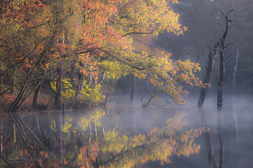 Delamere Forest - The Dead Lake