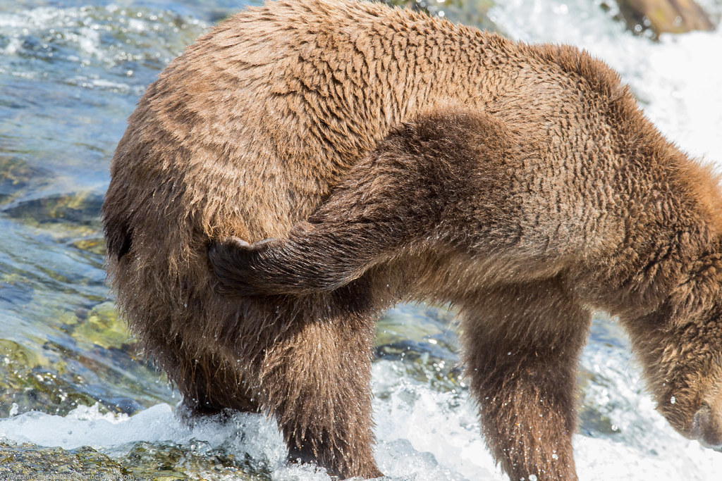 Alaska Brooks Camp bear collection 16 med (1 of 1)