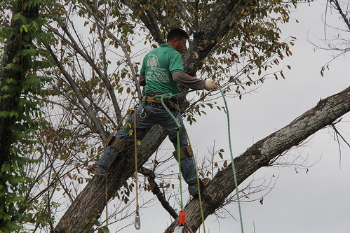 Tree Pruning in RVA (Carytown, Virginia)