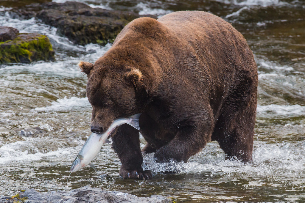 Alaska Brooks Camp bear collection 06 med (1 of 1)