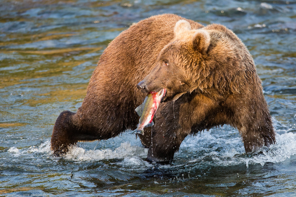 Alaska Brooks Camp bear collection 04 med (1 of 1)