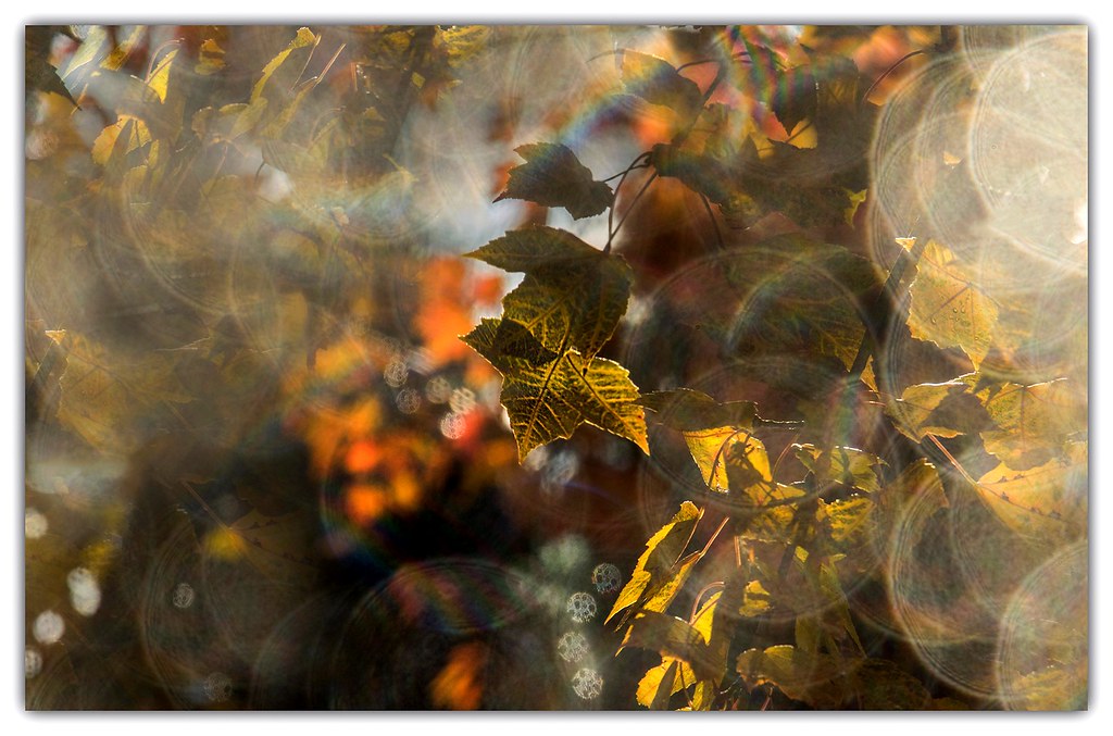 Autumn colors with foreground bokeh | The effect was made by… | Flickr
