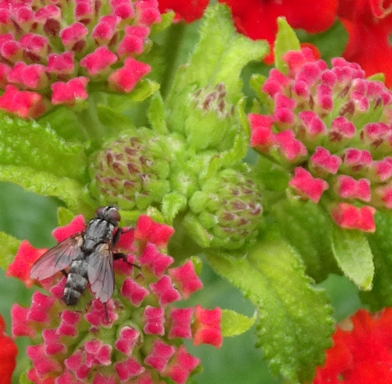 Fly in the Flowers