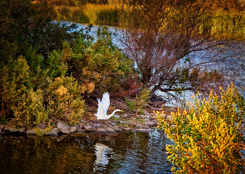 egret landscape pond heatherfarms steve sunset fallfoliage autumn omd olympus