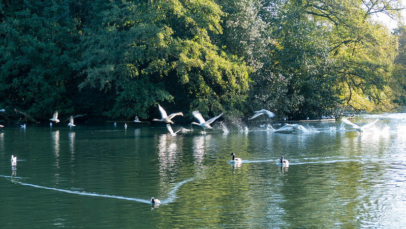 Short hop flight: swans, West Park
