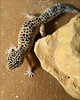 Afghan_Leopard_Gecko