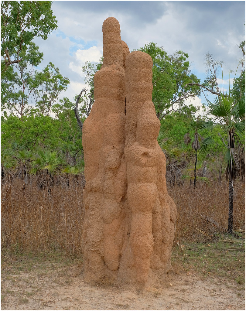 Cathedral termite mound (4 metres high) - Litchfield National Park, Northern Territory, Australia